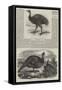 Birds in London Zoo-Harrison William Weir-Framed Stretched Canvas