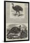 Birds in London Zoo-Harrison William Weir-Framed Giclee Print