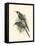 Birds in Nature III-J.C. Keulemans-Framed Stretched Canvas
