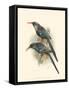 Birds in Nature III-J.C. Keulemans-Framed Stretched Canvas