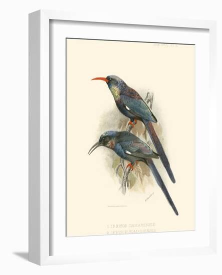 Birds in Nature III-J.C. Keulemans-Framed Art Print