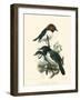 Birds in Nature IV-J.C. Keulemans-Framed Art Print