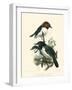 Birds in Nature IV-J.C. Keulemans-Framed Art Print