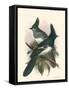 Birds in Nature V-J.C. Keulemans-Framed Stretched Canvas