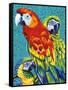 Birds in Paradise III-Carolee Vitaletti-Framed Stretched Canvas