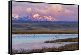 Birds in pond with Ear Mountain, Freezeout Lake Wildlife Management Area near Choteau, Montana-Chuck Haney-Framed Stretched Canvas