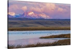 Birds in pond with Ear Mountain, Freezeout Lake Wildlife Management Area near Choteau, Montana-Chuck Haney-Stretched Canvas
