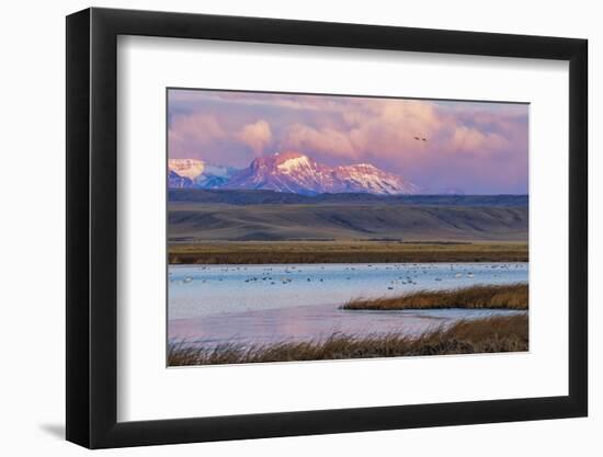 Birds in pond with Ear Mountain, Freezeout Lake Wildlife Management Area near Choteau, Montana-Chuck Haney-Framed Photographic Print