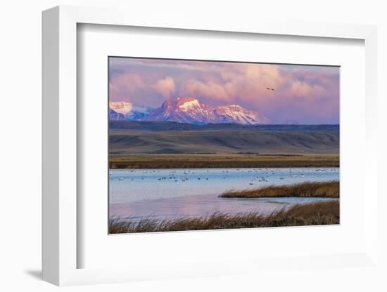 Birds in pond with Ear Mountain, Freezeout Lake Wildlife Management Area near Choteau, Montana-Chuck Haney-Framed Photographic Print