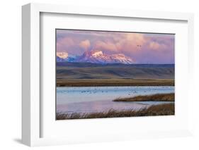 Birds in pond with Ear Mountain, Freezeout Lake Wildlife Management Area near Choteau, Montana-Chuck Haney-Framed Photographic Print