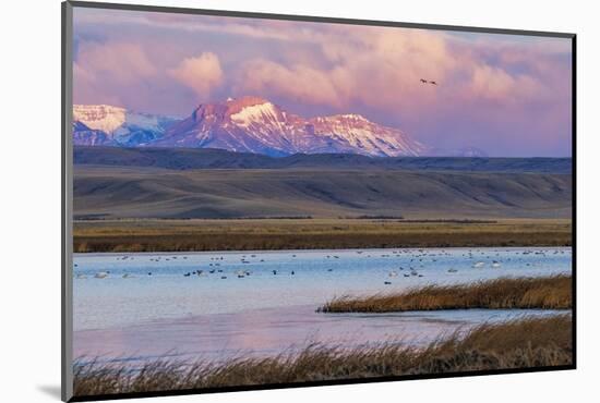 Birds in pond with Ear Mountain, Freezeout Lake Wildlife Management Area near Choteau, Montana-Chuck Haney-Mounted Photographic Print