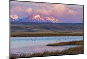 Birds in pond with Ear Mountain, Freezeout Lake Wildlife Management Area near Choteau, Montana-Chuck Haney-Mounted Photographic Print