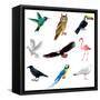 Birds Isolated on White Vector Set-andegro4ka-Framed Stretched Canvas