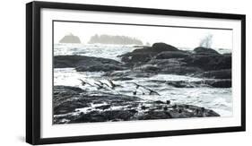 Birds Landing Along the Pacific Coast, Olympic National Park, Washington-Steven Gnam-Framed Photographic Print