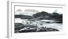 Birds Landing Along the Pacific Coast, Olympic National Park, Washington-Steven Gnam-Framed Photographic Print