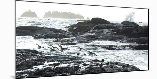 Birds Landing Along the Pacific Coast, Olympic National Park, Washington-Steven Gnam-Mounted Photographic Print