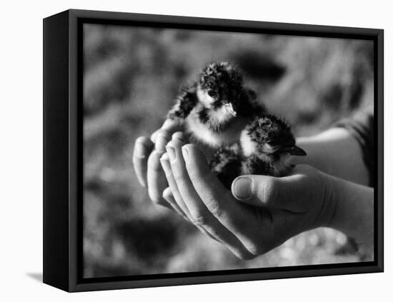 Birds, Lapwing Chicks-null-Framed Stretched Canvas