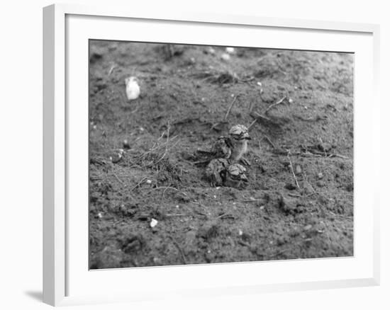 Birds, Lapwing Chicks-null-Framed Photographic Print