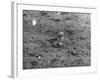 Birds, Lapwing Chicks-null-Framed Photographic Print
