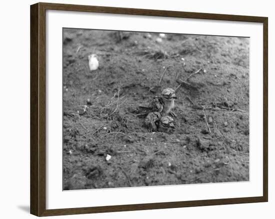 Birds, Lapwing Chicks-null-Framed Photographic Print