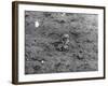 Birds, Lapwing Chicks-null-Framed Photographic Print