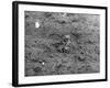 Birds, Lapwing Chicks-null-Framed Photographic Print