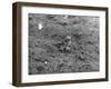 Birds, Lapwing Chicks-null-Framed Photographic Print