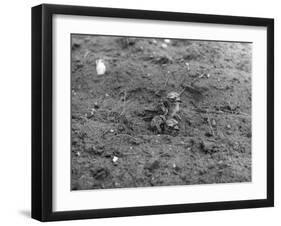 Birds, Lapwing Chicks-null-Framed Photographic Print