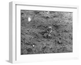 Birds, Lapwing Chicks-null-Framed Photographic Print