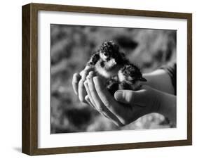 Birds, Lapwing Chicks-null-Framed Photographic Print