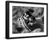 Birds, Lapwing Chicks-null-Framed Photographic Print