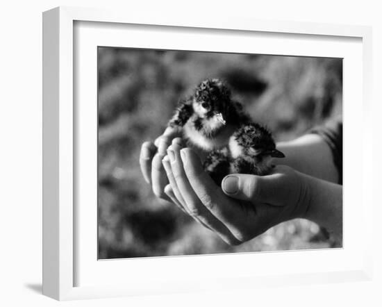 Birds, Lapwing Chicks-null-Framed Photographic Print