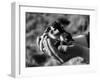 Birds, Lapwing Chicks-null-Framed Photographic Print
