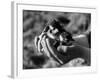 Birds, Lapwing Chicks-null-Framed Photographic Print