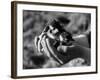 Birds, Lapwing Chicks-null-Framed Photographic Print