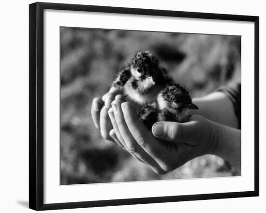 Birds, Lapwing Chicks-null-Framed Photographic Print