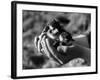 Birds, Lapwing Chicks-null-Framed Photographic Print