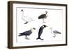 Birds: Mute Swan (Anseriformes-null-Framed Giclee Print