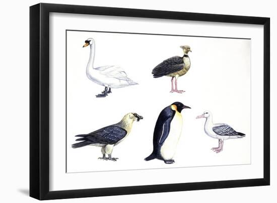 Birds: Mute Swan (Anseriformes-null-Framed Giclee Print