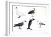 Birds: Mute Swan (Anseriformes-null-Framed Giclee Print