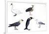 Birds: Mute Swan (Anseriformes-null-Framed Giclee Print