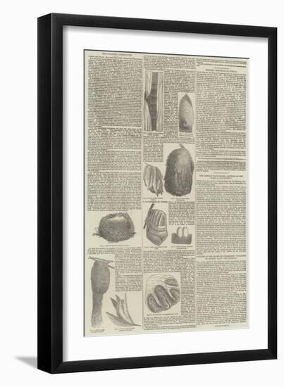 Birds' Nests-null-Framed Giclee Print