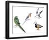 Birds: Night Parakeets: Psittaciformes: Night Parrot (Pezoporus Occidentalis)-null-Framed Giclee Print