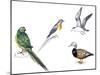 Birds: Night Parakeets: Psittaciformes: Night Parrot (Pezoporus Occidentalis)-null-Mounted Giclee Print