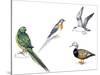 Birds: Night Parakeets: Psittaciformes: Night Parrot (Pezoporus Occidentalis)-null-Stretched Canvas