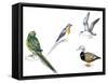 Birds: Night Parakeets: Psittaciformes: Night Parrot (Pezoporus Occidentalis)-null-Framed Stretched Canvas
