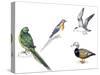 Birds: Night Parakeets: Psittaciformes: Night Parrot (Pezoporus Occidentalis)-null-Stretched Canvas