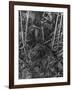 Birds, Nightingale-null-Framed Photographic Print