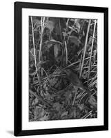 Birds, Nightingale-null-Framed Photographic Print