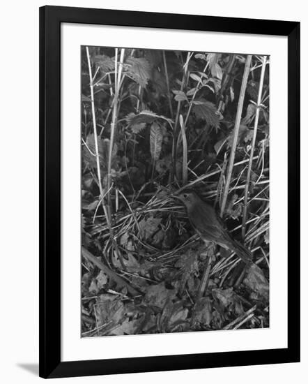 Birds, Nightingale-null-Framed Photographic Print